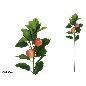 VARA MANZANAS X2 84 CM