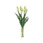 ATADO TULIPAN R/T X7 45 CM VERDE