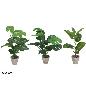 MACETA MONSTERA/CAL/FICUS 60 CM 3 SURT