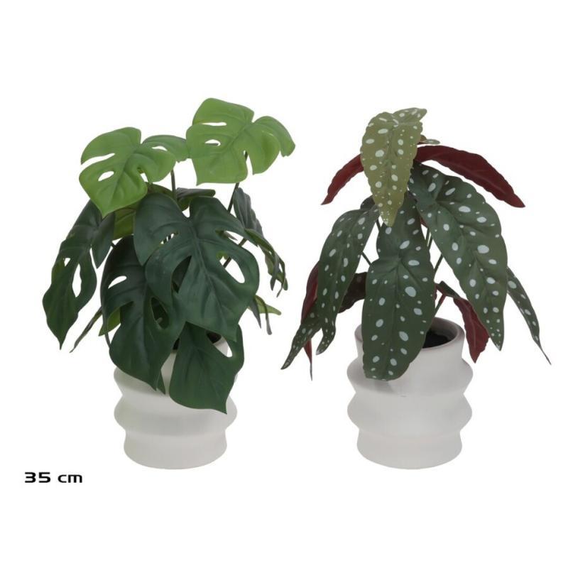MACETA C-BEGONIA M-MONSTERA 35 CM (S)