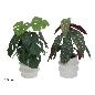 MACETA C-BEGONIA M-MONSTERA 35 CM (S)