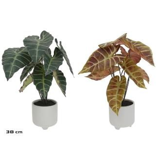 MACETA CERAMICA ALOCASIA X12 - 38 CM (S)