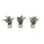 MACETA P/POT LAVANDA 26 CM SURTIDAS