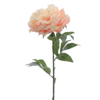 PEONIA SUPREME 80 CM SALMON