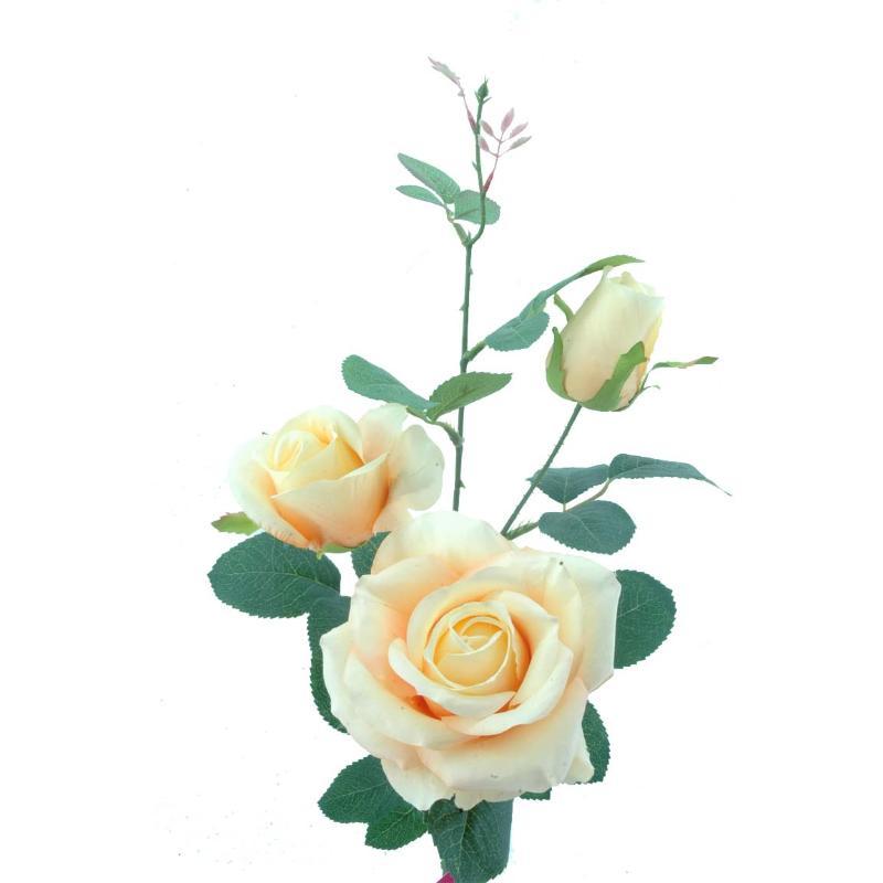 ROSA X 3 AVALANCHE SALMON