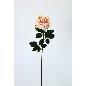 VARA ROSA AFRICANA 70 CT MELOCOTON