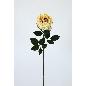 VARA ROSA AFRICANA 70 CT CREMA