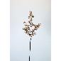 V.PAPAVEL X4 83 CM MELOCOTON