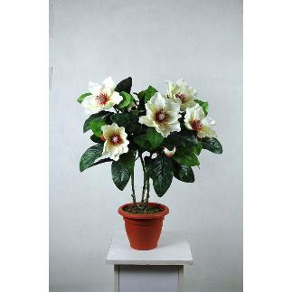 MAGNOLIA X 7 ALT.60