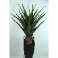 MACET ALOE VERA 0.75