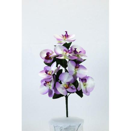L. CYMBIDIUMS X9 LILA