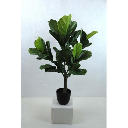 PL FICUS LYRATA RT