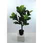 PL FICUS LYRATA RT