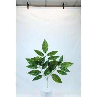 PAQ. 12 VARA DE LAUREL