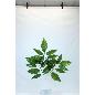 PAQ. 12 VARA DE LAUREL