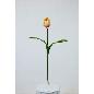 V. TULIPAN REAL TOUCH MELOCOTON