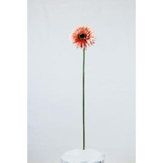 VARA DE GERBERA MELOCOTON