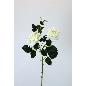 V. ROSAS X3 0 CM BLANCO