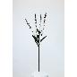 V.LAVANDA X4 68 CM BLANCO