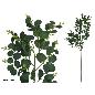 VARA EUCALIPTO X 160 - 99 CM VERDE