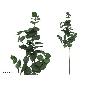 VARA EUCALIPTO X 58 - 100 CM VERDE