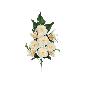 CONJUNTO CAMELIA ORQUIDEAS X9-53 CM CREMA