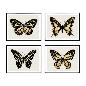 CUADRO MARIPOSAS 4 MODELOS 40X50X1.8 CM
