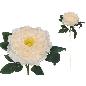 VARA PEONIA 74 CM CREMA
