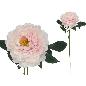 VARA PEONIA 74 CM MALVA
