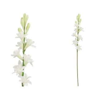 VARA NARDO (S) 67 CM BLANCO