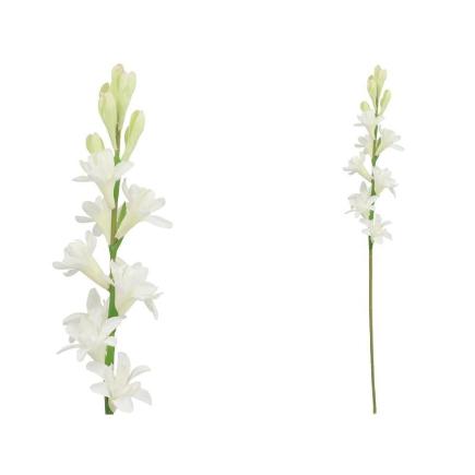 VARA NARDO (S) 67 CM BLANCO