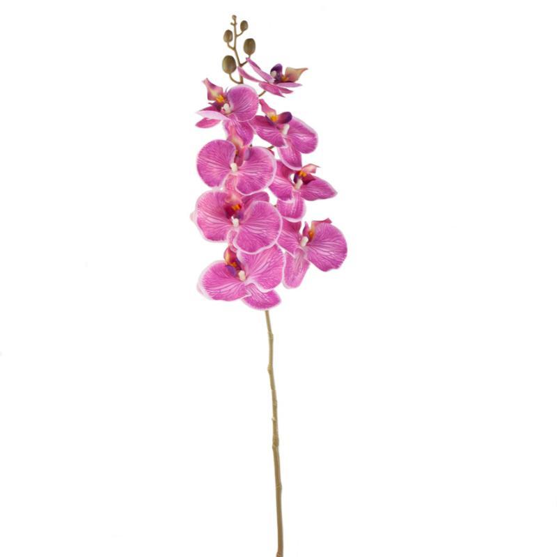 ORQUIDEA PHALAENOPSI 8 FLORES TN 93 CM FUCSIA