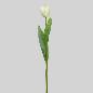 TULIPAN T/N X1 48 CM BLANCO