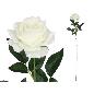 VARA ROSA CLASIC (S) 79 CM BLANCO