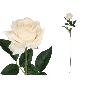 VARA ROSA CLASIC (S) 79 CM BEIGE