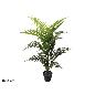 PLANTA PALMERA ARECA C18 (F) 100 CM