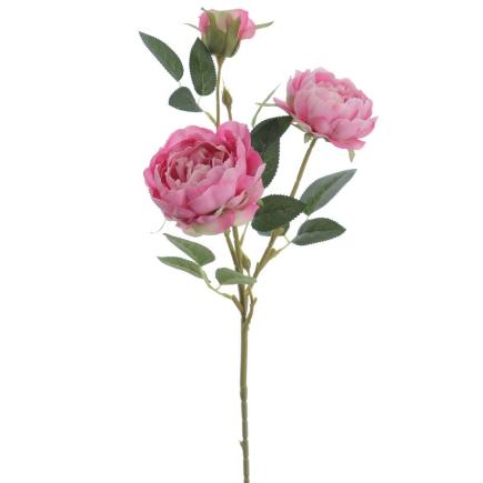 PEONIA COLECCION SUNSET X3 LILA