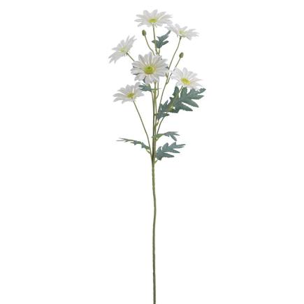 ASTER BLANCO