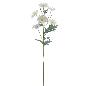 ASTER BLANCO