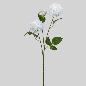 DALIA X3 74 CM BLANCO