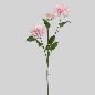 DALIA X3 74 CM ROSA