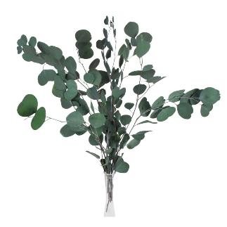 EUCALIPTO PRESERVADA POPUL VERDE