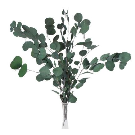 EUCALIPTO PRESERVADA POPUL VERDE