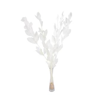 RUSCUS PRESERVADAS H75 CM BLANCO