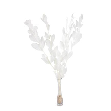 RUSCUS PRESERVADAS H75 CM BLANCO