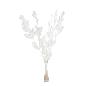 RUSCUS PRESERVADAS H75 CM BLANCO