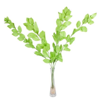 RUSCUS PRESERVADAS H75 CM VERDE