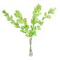 RUSCUS PRESERVADAS H75 CM VERDE