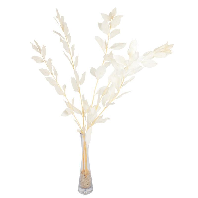 RUSCUS PRESERVADAS H75 CM CHAMPAN