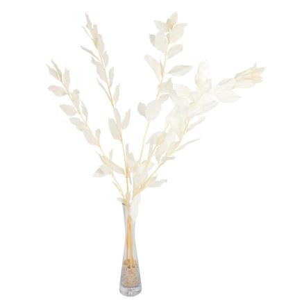 RUSCUS PRESERVADAS H75 CM CHAMPAN
